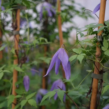 Clématite alpina - Clematis | Achat direct au producteur