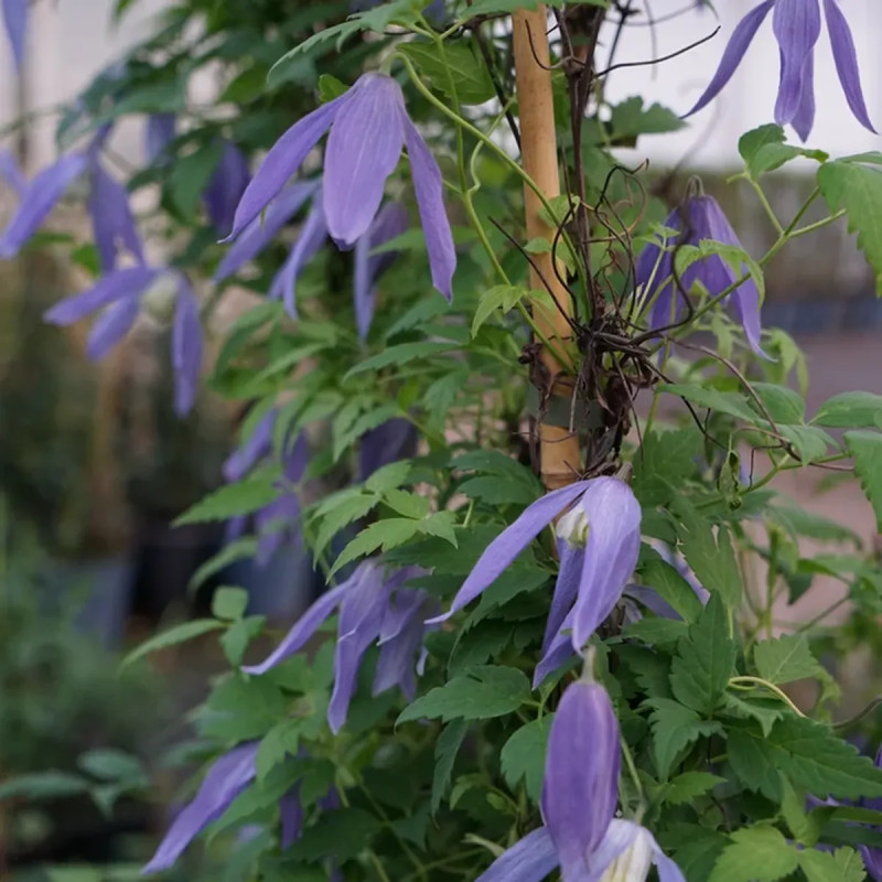 Clématite alpina - Clematis | Achat direct au producteur