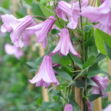 Clématite integrifolia 'Aljonushka' - Clematis | Achat producteur
