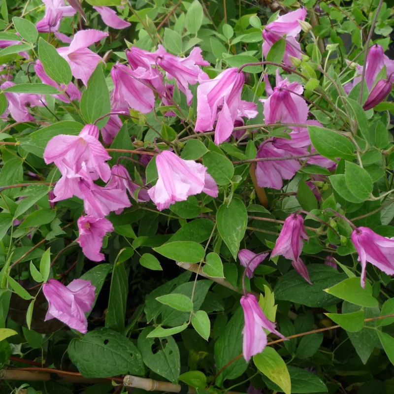 Clématite integrifolia 'Aljonushka' - Clematis | Achat producteur