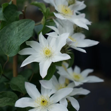 Clématite 'Apollonia' - Clematis | Achat direct au producteur