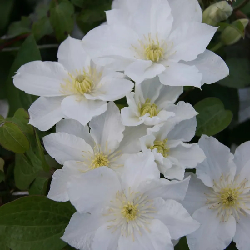 Clématite 'Apollonia' - Clematis | Achat direct au producteur