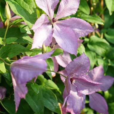 Clématite 'Margaret Hunt' - Clematis | Achat direct au producteur