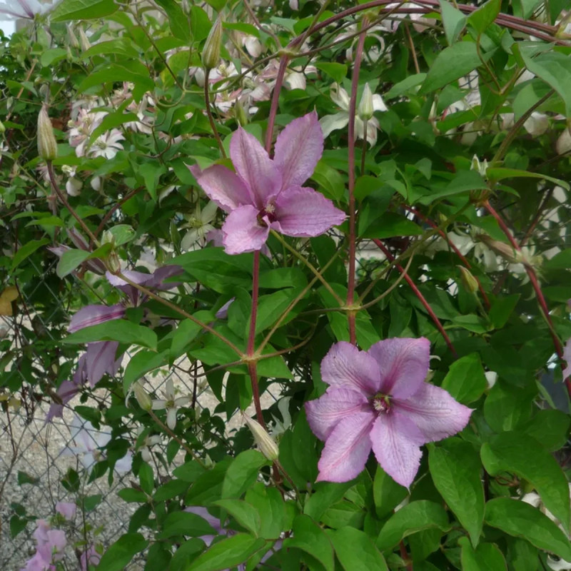 Clématite 'Margaret Hunt' - Clematis | Achat direct au producteur