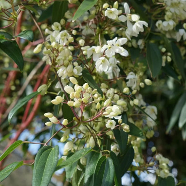 Clématite Armandii - Clematis armandii | Achat direct au producteur