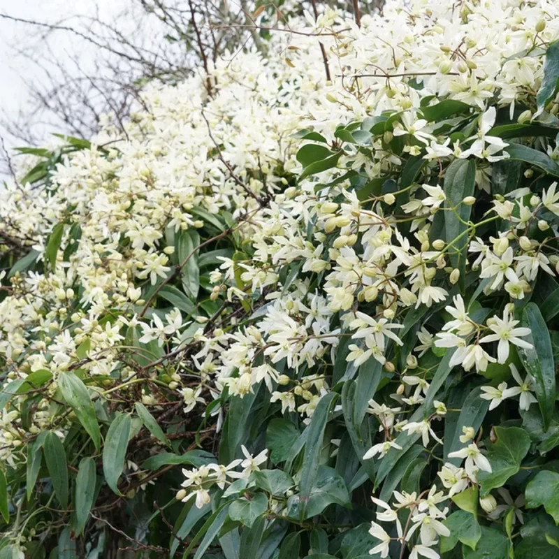 Clématite Armandii - Clematis armandii | Achat direct au producteur