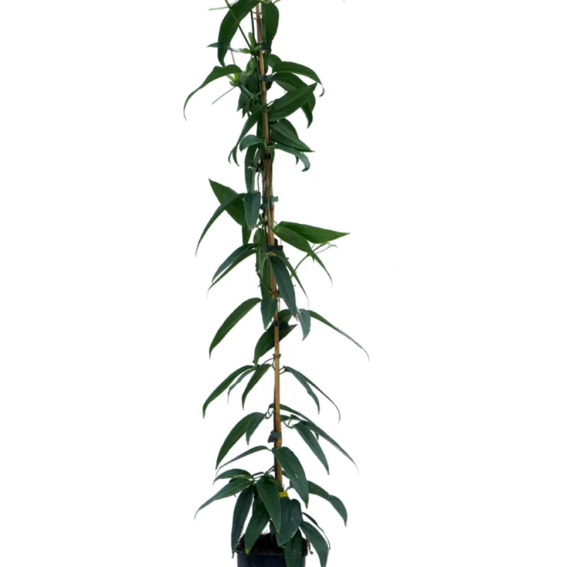Clématite Armandii - Clematis armandii | Achat direct au producteur
