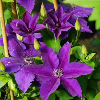Clématite 'Masa' - Clematis | Achat direct au producteur