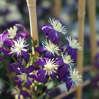 Clématite aromatica - Clematis integrifolia | Achat direct producteur