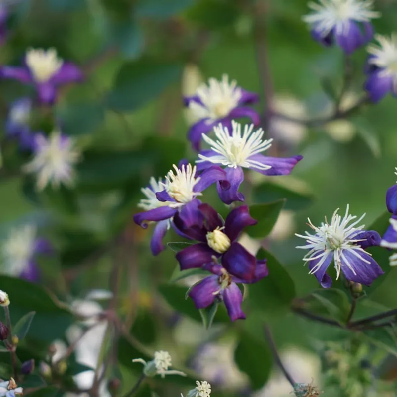 Clématite aromatica - Clematis integrifolia | Achat direct producteur