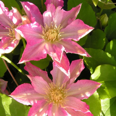 Clématite 'Asao' - Clematis | Achat direct au producteur