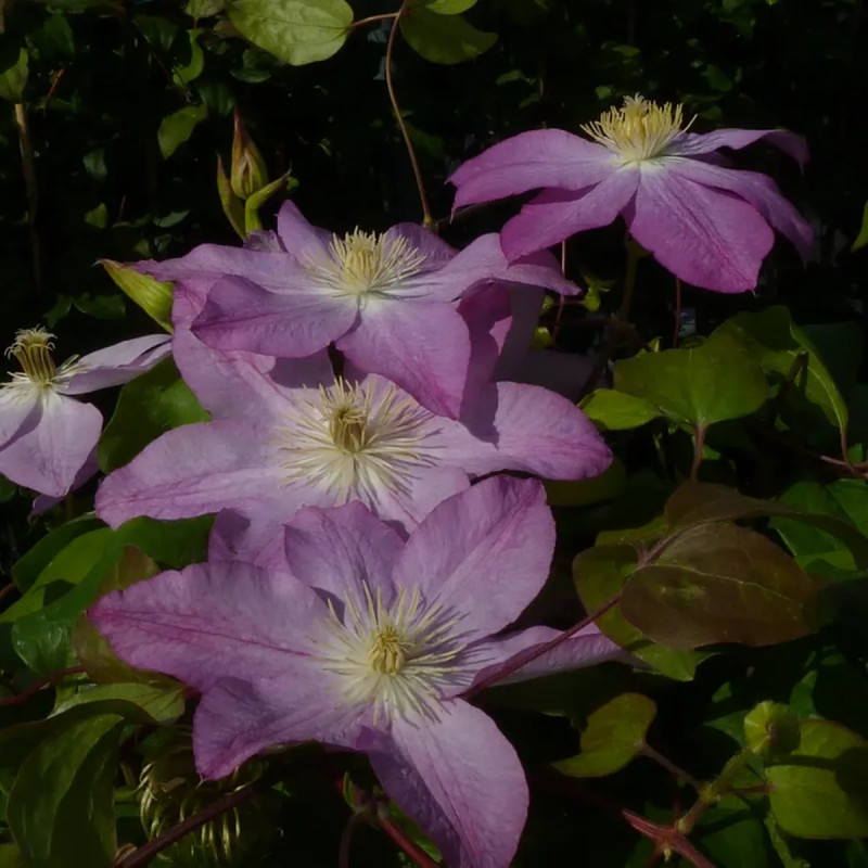 Clématite 'Asao' - Clematis | Achat direct au producteur