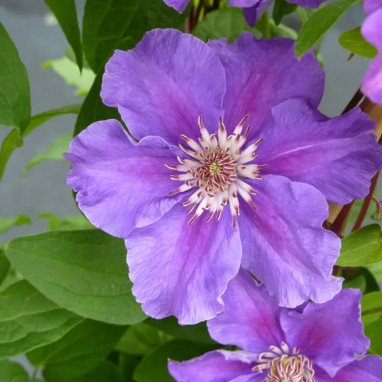Clématite 'Ashva' - Clematis | Achat direct au producteur