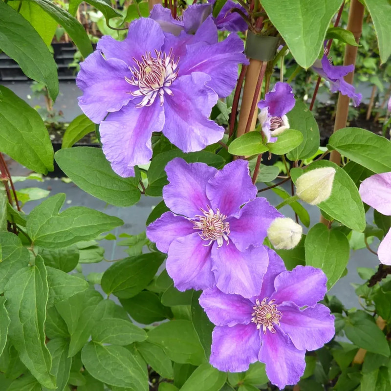 Clématite 'Ashva' - Clematis | Achat direct au producteur