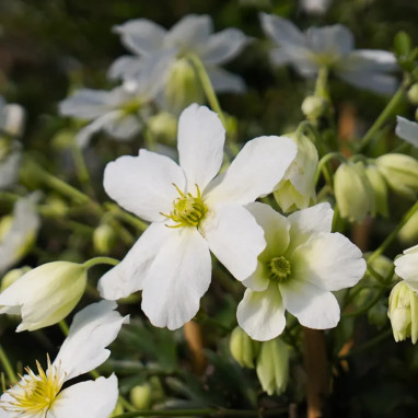 Clématite 'Avalanche' PBR - Clematis forsteri | Achat producteur