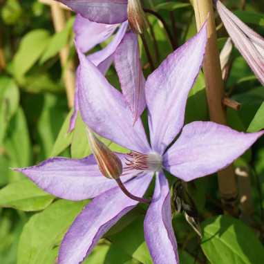 Clématite 'Bagatelle' - Clematis | Achat direct au producteur