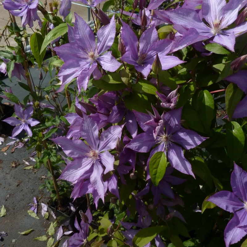 Clématite 'Bagatelle' - Clematis | Achat direct au producteur
