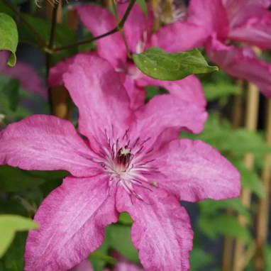 Clématite 'Barbara' - Clematis | Achat direct au producteur