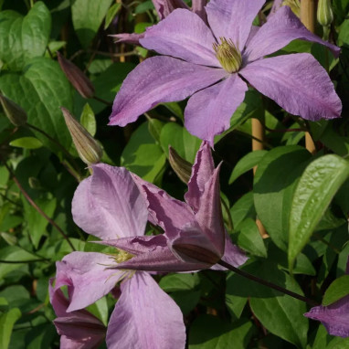 Clématite 'Madame Baron Veillard' - Clematis | Achat direct au producteur