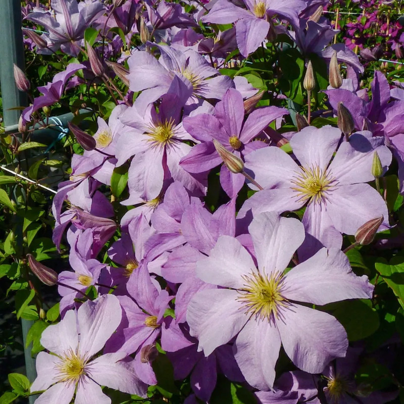 Clématite 'Madame Baron Veillard' - Clematis | Achat direct au producteur
