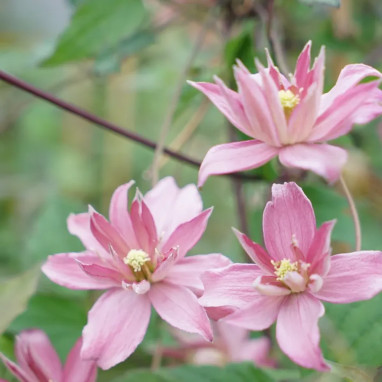 Clématite montana 'Broughton Star' - Clematis | Achat producteur