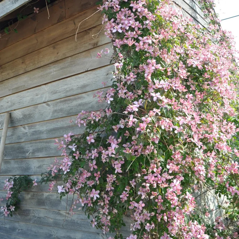Clématite montana 'Broughton Star' - Clematis | Achat producteur