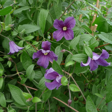 Clématite cylindrica - Clematis | Achat direct au producteur