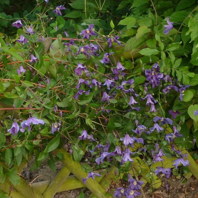 Clématite cylindrica - Clematis | Achat direct au producteur