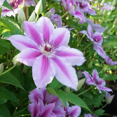 Clématite 'Carnaby' - Clematis | Achat direct au producteur