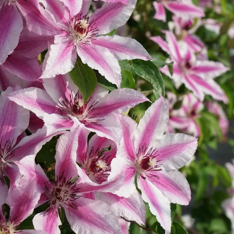 Clématite 'Carnaby' - Clematis | Achat direct au producteur