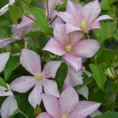 Clématite 'Caroline' - Clematis | Achat direct au producteur