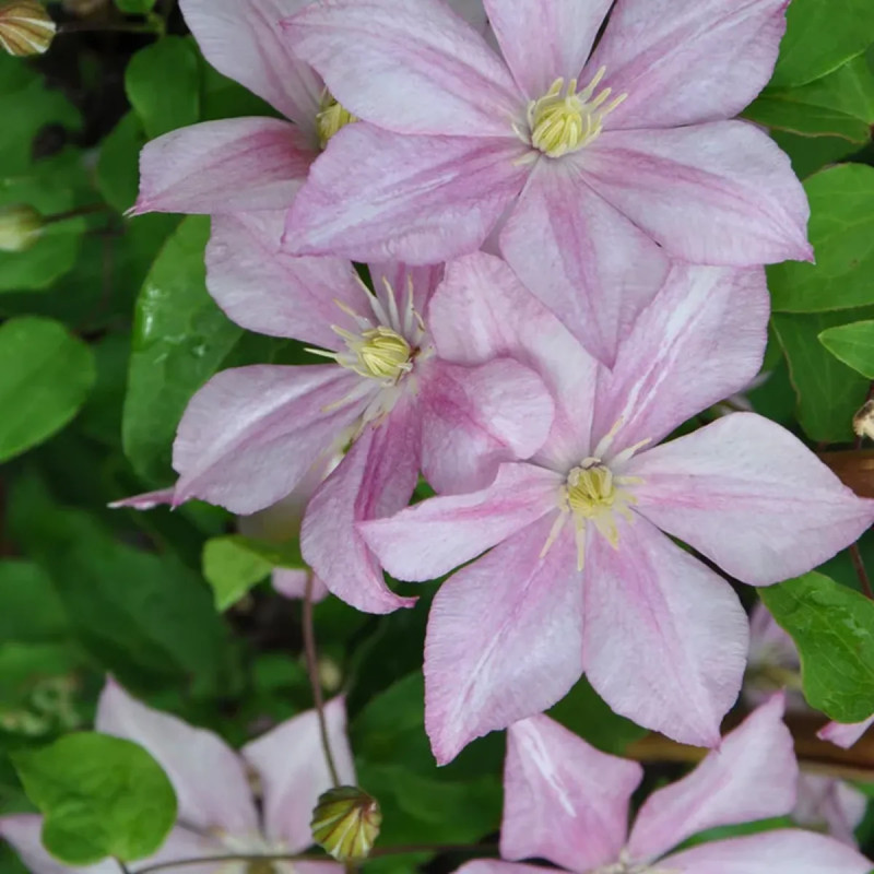 Clématite 'Caroline' - Clematis | Achat direct au producteur