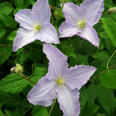 Clématite 'Dominika' - Clematis | Achat direct au producteur