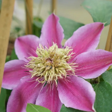 Clématite 'Empress®' - Clematis | Achat direct au producteur