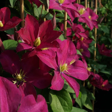 Clématite 'Madame Edouard André' - Clematis | Achat producteur