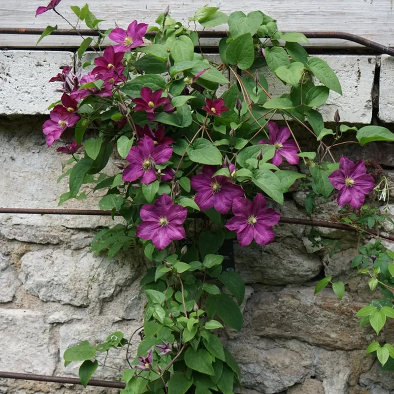 Clématite 'Madame Edouard André' - Clematis | Achat producteur