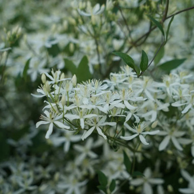 Clématite flammula - Clematis | Achat direct au producteur