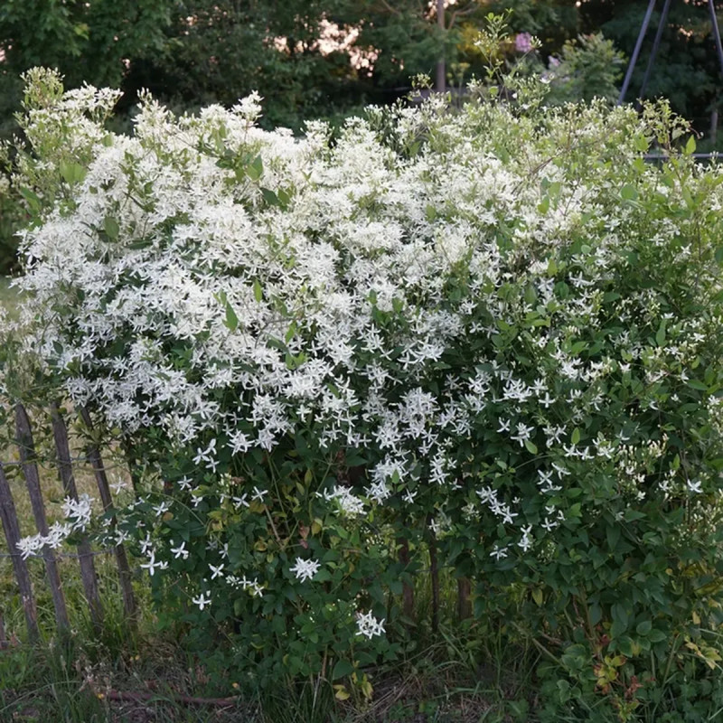 Clématite flammula - Clematis | Achat direct au producteur
