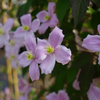 Clématite montana 'Fragrant Spring' - Clematis | Achat producteur