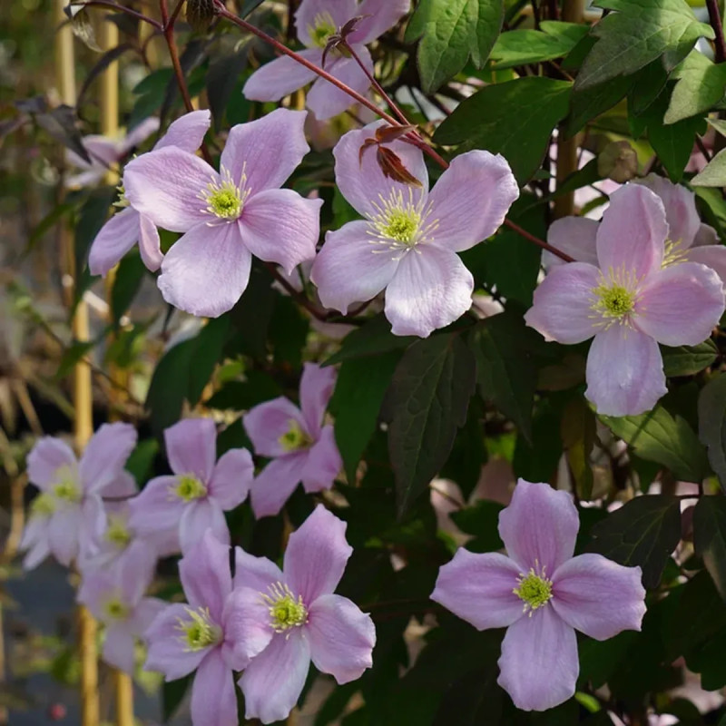 Clématite montana 'Fragrant Spring' - Clematis | Achat producteur