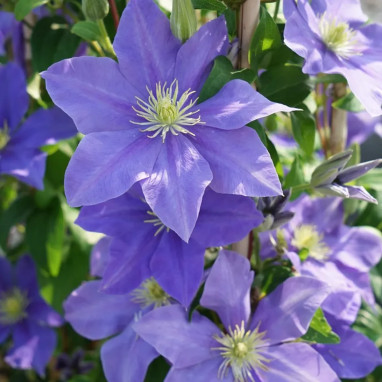 Clématite 'Fujimusume' - Clematis | Achat direct au producteur