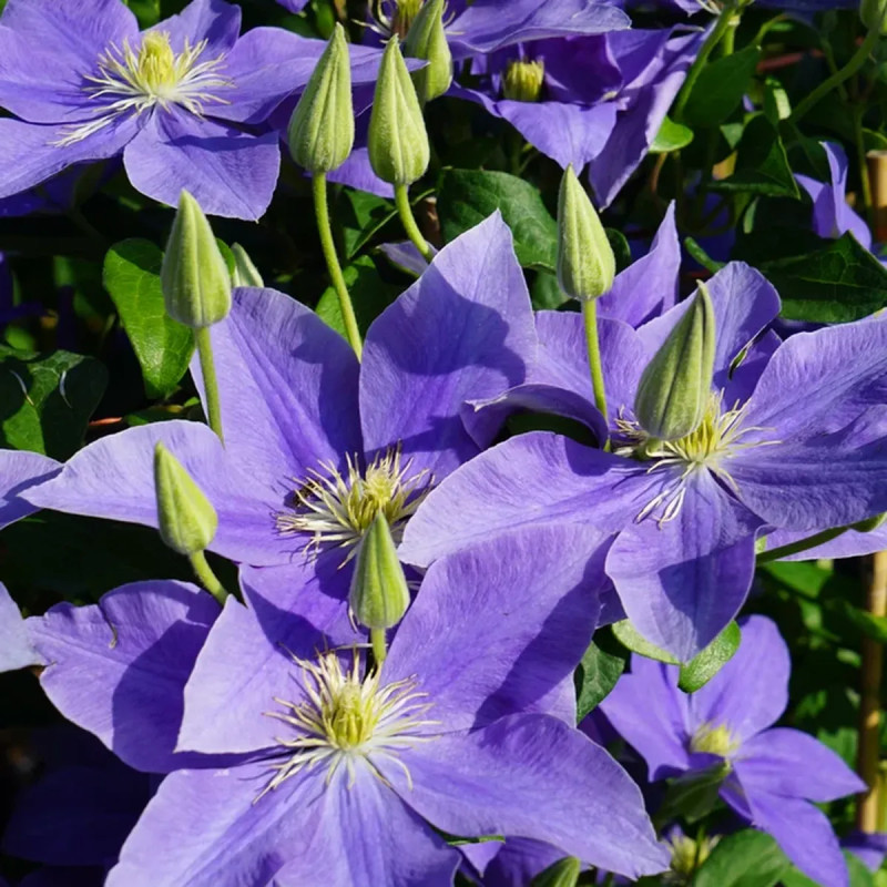 Clématite 'Fujimusume' - Clematis | Achat direct au producteur
