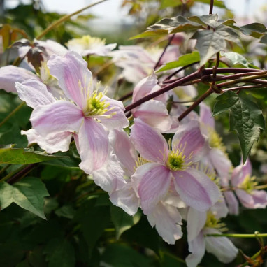 Clématite montana 'Giant Star' PBR - Clematis | Achat producteur
