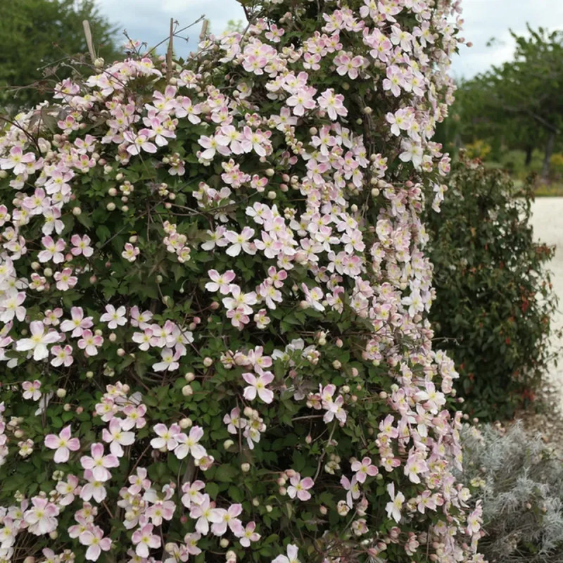 Clématite montana 'Giant Star' PBR - Clematis | Achat producteur
