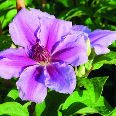 Clématite 'Girenas' - Clematis | Achat direct au producteur