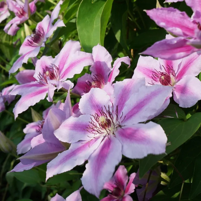 Clématite 'Girenas' - Clematis | Achat direct au producteur