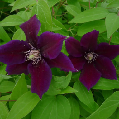 Clématite 'Hania' - Clematis | Achat direct au producteur