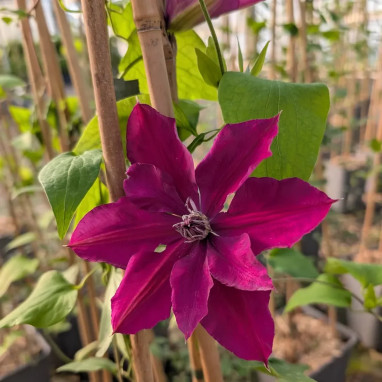 Clématite 'Hisako' - Clematis | Achat direct au producteur