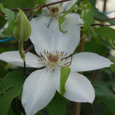 Clématite 'Henryi' - Clematis | Achat direct au producteur