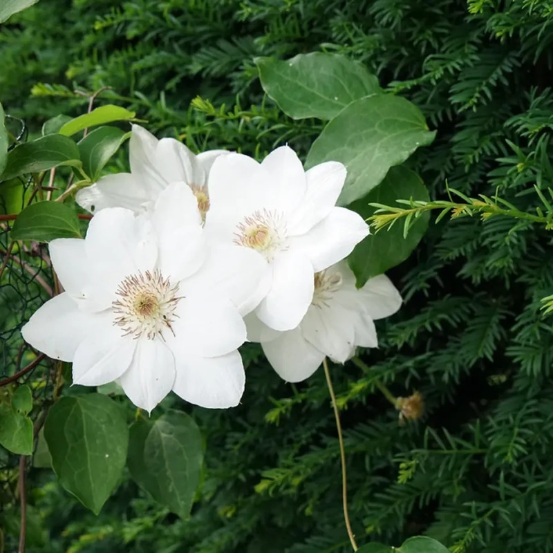 Clématite 'Henryi' - Clematis | Achat direct au producteur